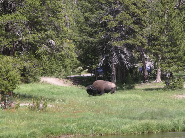 images/G-Watching Bison , returning from Mammoth (5).jpg